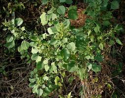 Image result for Acalypha racemosa