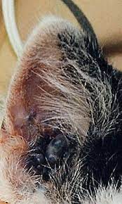 Ear Ceruminous Cystomatosis In Cats Vetlexicon Felis From Vetlexicon Definitive Veterinary Intelligence