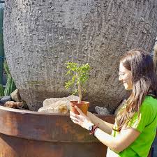 Image result for Monadenium crenatum