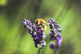 10 Of The Best Flowers For Bees The Environmentor Lavender Seeds Mason Bees Amazing Flowers