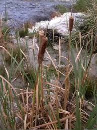 Image result for Typha