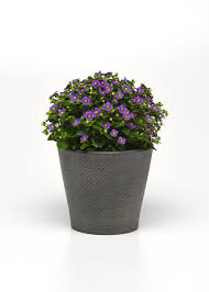 Image result for Exacum