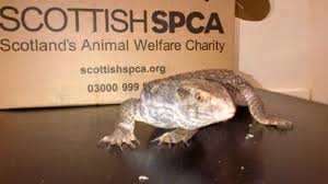Exotic pets like a reptile (lizards) or an amphibian (turtle) is similar to owning avian (bird) or even small mammals like rabbits. Exotic Pet Stores In Scotland Peatix