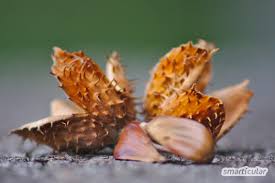 September is the ninth month of the year in the julian and gregorian calendars, the third of four months to have a length of 30 days, and the fourth of five months to have a length of fewer than 31 days. Schmackhaftes Aus Feld Und Flur Wildpflanzen Im September