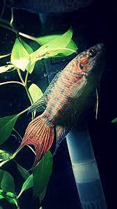 Who Needs A Betta Can My Paradise Fish Get Any Love Aquariums