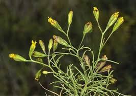 Image result for Schkuhria pinnata