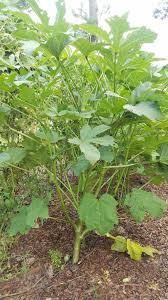 These plants can be at a depth of 1 to 2 inches. How To Grow Okra In Your Garden Or Raised Bed The Beginner S Garden