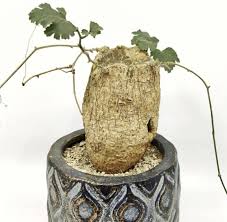 Image result for Kedrostis africana