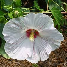 Image result for Hibiscus physaloides