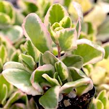 Image result for Kalanchoe fedtschenkoi