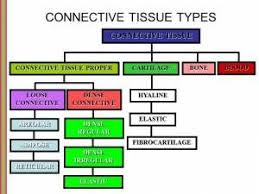 Connective Tissue Type Chart Tissue Types Anatomy