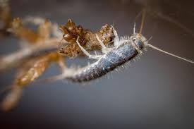 Maybe you would like to learn more about one of these? Silverfish Features Life Cycle Effects And Pest Control Dengarden