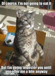 Pin By Cleo Courington On Amazing Purrs Cats Tabby Cat Kittens Funny