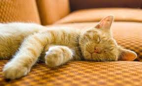 All in all, cats do most of their sleeping during the day, since they are most active at night. Why Do Cats Sleep So Much