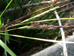 Image result for Heteropogon