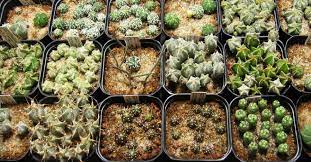 15 cactus plants to grow. Techniques Of Cacti And Succulent Propagation Propagation By Seed World Of Succulents