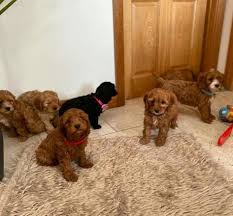 The cheapest offer starts at £150. Cavapoo Puppies For Sale Home Facebook