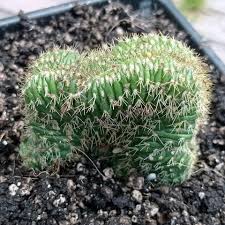 Image result for Cyrtorchis glaucifolia