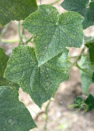 Image result for spider mites on cucumbers