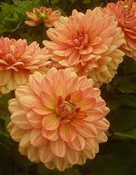 We did not find results for: Patio Dahlia Dahlia Gogo Peach From Growing Colors