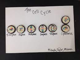 Pin By Grace Troutman On School Science Cells Cell Cycle Teaching Biology