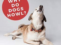 10 Reasons Why Dogs Howl Pethelpful