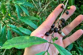 Image result for Coffea schliebenii