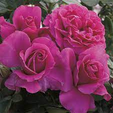 This deep pink, cupped, very lightly scented rose has that classic pretty lady feel. Pretty Lady Rose Hybrid Tea Rose