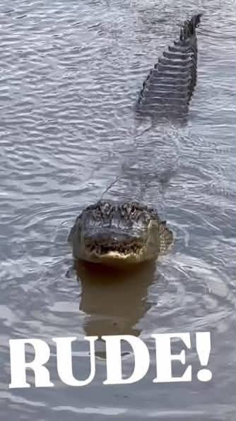 Texas man killed by 11-foot alligator in Orange, Texas