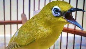 Harga koclat yellow eyes pleci ini tergolong murah baik dalam keadaan mentah maupun bahan baku. Daftar Harga Burung Pleci Semua Jenis Terbaru Dan Terlengkap