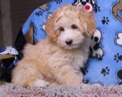 Maybe you would like to learn more about one of these? Pooton Puppies For Sale Happy Valentines Day Happyvalentinesday2016i