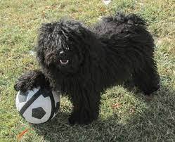 16 Things Only A Puli Owner Would Understand American Kennel Club Puli Dog Puli Mop Dog