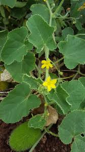 Image result for Cucumis