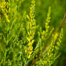 Image result for Tinnea vesiculosa