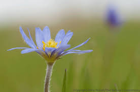 Image result for Aneilema chrysopogon