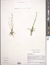 Image result for Eriocaulon buchananii