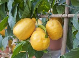 Comment Hiverner Le Citronnier En Pot Conseils Jardin Fruitier Arbre De Jardin Cultiver