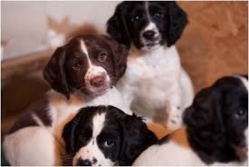 Check spelling or type a new query. Field Bred English Springer Spaniel Puppy For Sale Prairierose Gundogs Premium Field Bred English Springer Spaniels Cocker Spaniel Puppies For Sale