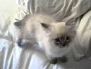 Himalayan cat - Wikipedia