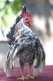 You can also purchase started pullets, which are young chickens that are four weeks old. Serama Chicken Breed Guide Care Feeding More Know Your Chickens