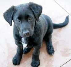 Black And White Border Collie Pointer Mix Borador Puppy Border Collie An Lab Mix Lab Mix Puppies Puppies Border Collie Mix Puppies