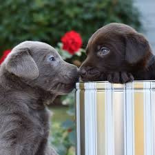 According to oregon.gov, prospective adoptive families are as diverse as the children who need homes. Silver Platter Chocolate And Silver Labradors In Oregon