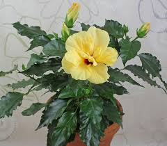 Allerdings braucht er dort einen ganz besonders hellen standort. Zimmer Hibiskus Hibiscus Rosa Sinensis