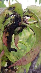 Horticultural oil, also known as dormant oil, is an excellent tool for overwintering fruit trees. Top 7 Tips For Keeping Aphids Under Control In Your Fruit Trees