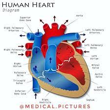 Another Beautiful Diagram Of The Human Heart Schematic The Last Diagram Had Some Misguiding Issue In Terms Of Ar Human Heart Diagram Heart Diagram Human Heart
