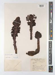 Image result for Cistanche tinctoria