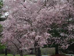 Weeping cherry tree fall | friends of the national arboretum. George S Plant Pick Of The Week Autumn Flowering Cherry Pennlive Com