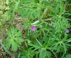 Image result for Geranium mlanjense