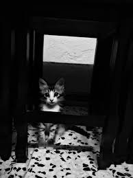 Kedi Kedii Kediii Kedi
