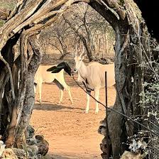 Image result for Mundulea